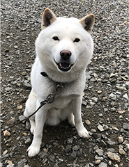 事務所で飼っている犬